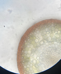 Polytrichastrum ohioense