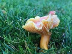 Hygrocybe quieta