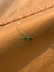 Tetragnatha viridis