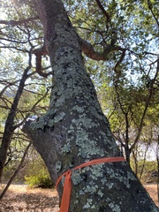 Pseudevernia furfuracea