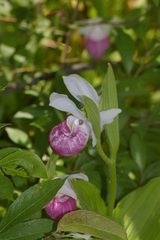 Cypripedium reginae