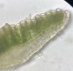 Polytrichastrum ohioense