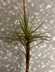 Polytrichastrum ohioense
