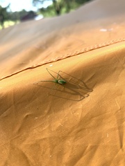 Tetragnatha viridis