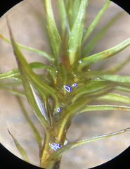 Polytrichastrum ohioense