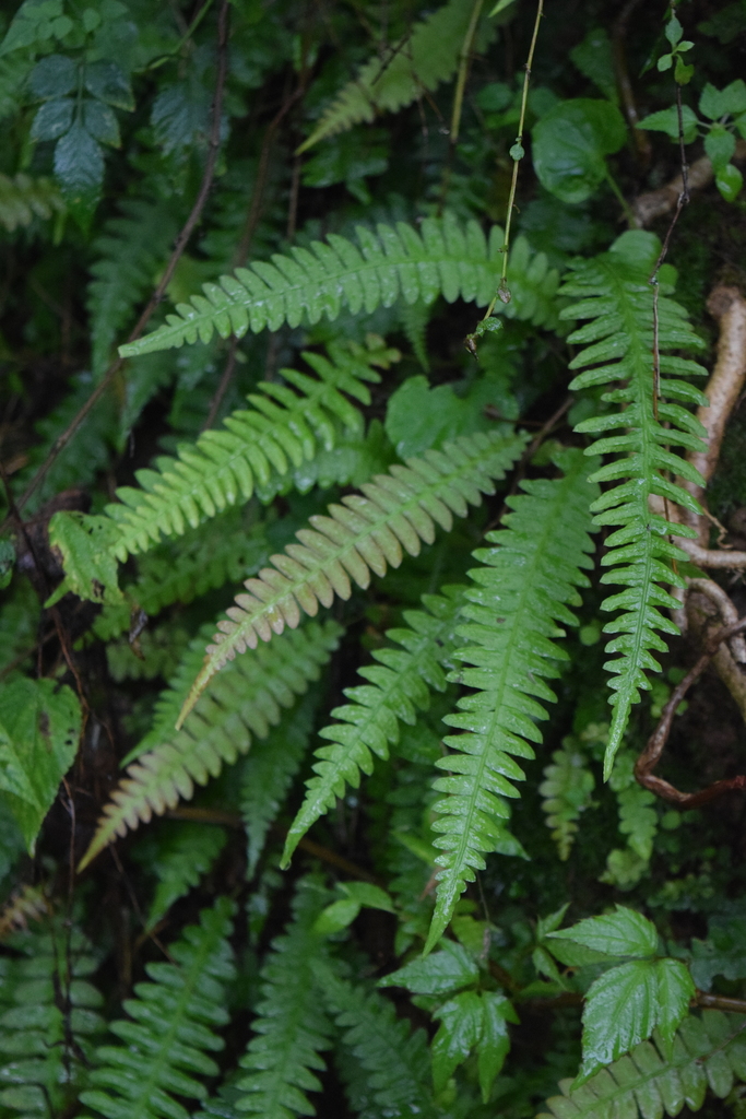 Blechnum polypodioides