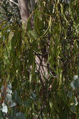 Amyema miquelii