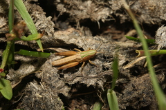 Omocestus viridulus