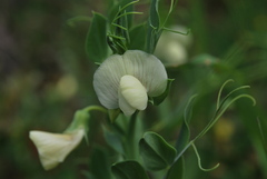 Lathyrus ochrus