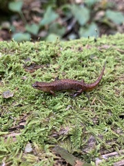 Desmognathus wrighti