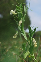 Lathyrus ochrus