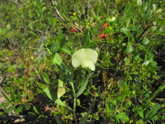 Lathyrus ochrus