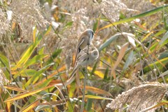Panurus biarmicus