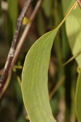 Amyema miquelii