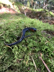 Plethodon jordani