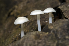 Lactocollybia