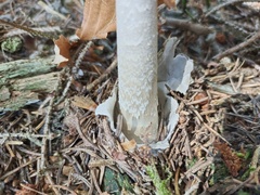 Amanita submembranacea