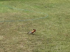 Upupa epops africana