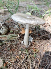 Amanita submembranacea