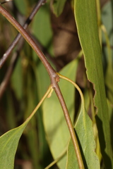 Amyema miquelii