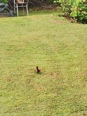 Upupa epops africana