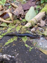 Desmognathus imitator