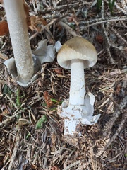Amanita submembranacea