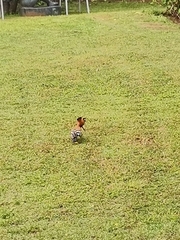 Upupa epops africana