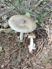 Amanita submembranacea