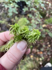 Sphagnum palustre