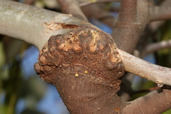 Amyema miquelii