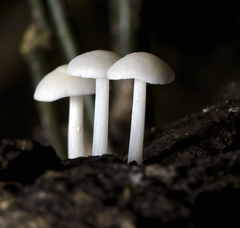 Lactocollybia