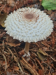 Leucoagaricus nympharum