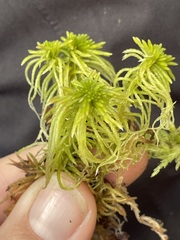 Sphagnum girgensohnii