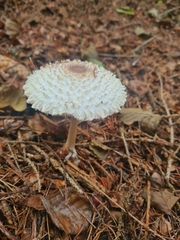 Leucoagaricus nympharum