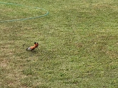 Upupa epops africana