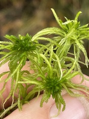 Sphagnum fallax