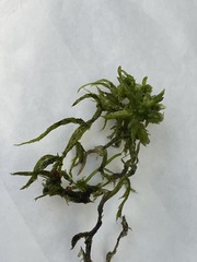 Sphagnum inundatum