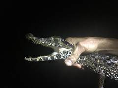 Paleosuchus trigonatus