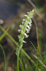 Spiranthes lucida