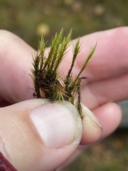 Campylopus flexuosus