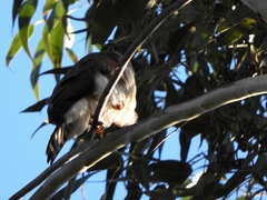 Accipiter striatus
