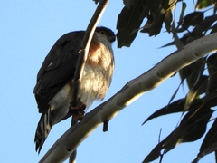 Accipiter striatus