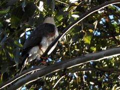 Accipiter striatus