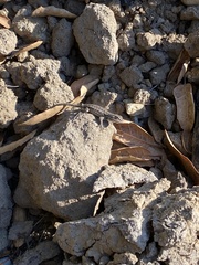 Sceloporus occidentalis