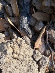 Sceloporus occidentalis