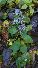 Symphyotrichum cordifolium