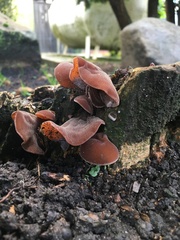 Auricularia auricula-judae