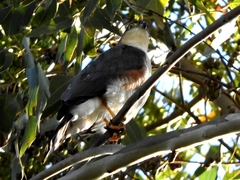 Accipiter striatus