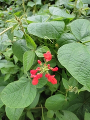 Phaseolus coccineus
